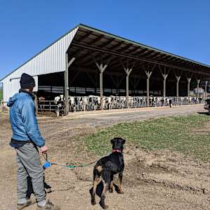 Buddy's first time meeting the cows.