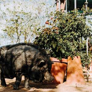 Bacon the pig!