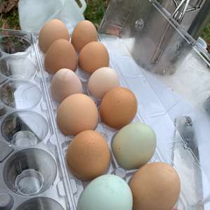 Joe only asked $3 for these beautiful eggs that he got out of the coup upon our arrival!!