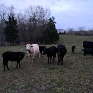 The cows came to great Craig but then left.