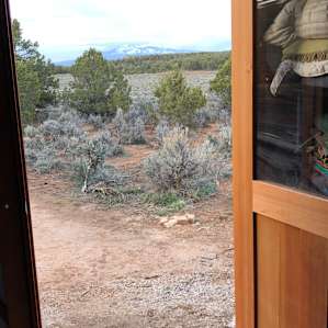 Juniper Yurt Escape