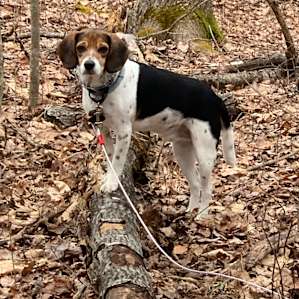 Our other pup posing for the camera in his favorite setting