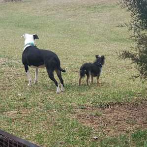 Lou and his girl Roxy listening to all the sounds of nature.
