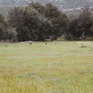 Stallion Oaks Ranch ~16' Yurt
