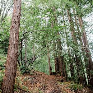 Private Redwood Trail on the property