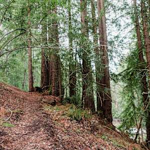 Private Redwood Trail on the property