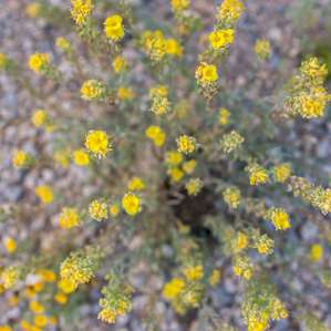 Big Bend Camping Terlingua