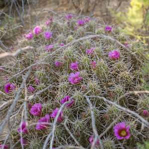 There are stunning cactus flowers around the area