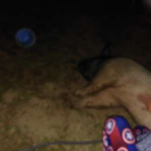 Decided to go for a late night stroll and this wonderful piggy wanted a before bed belly rub. Had to oblige!