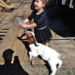 My daughter having the time of her life feeding this little cutie. Little baby was just visiting.