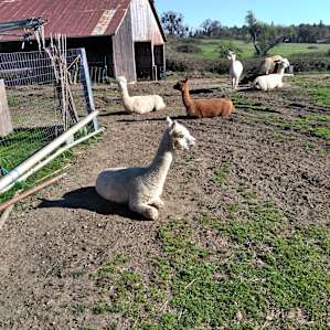 A wonderful view and look at these amazing guys. They were so funny that sit back and watch. They have amazing personalities and don't mind sharing the space with you, just don't pet them, they blow plenty of kisses your way anyways.
