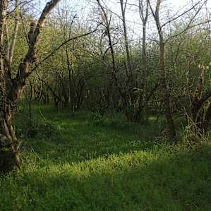 Shady Grove. 50 sites available.