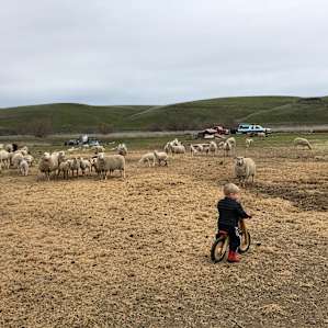 Tin Willows Milk a Sheep Camp