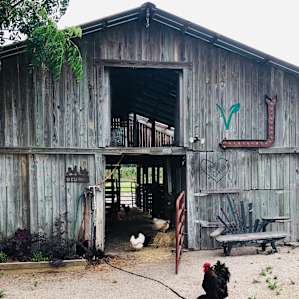 The barn, feed the chickens and horses