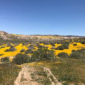The superbloom at the east side sites