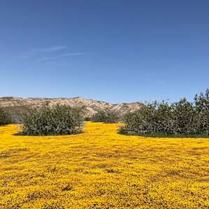The superbloom at the east side sites