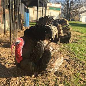 Big beautiful fluffy turkeys.