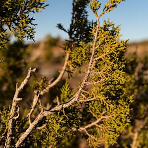 Some of the local fauna. I love how hardy these little junipers smell