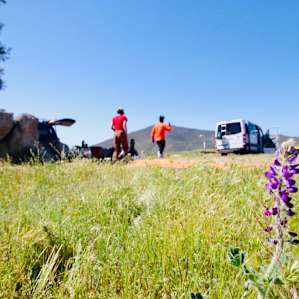 Wildflowers bursting on the property