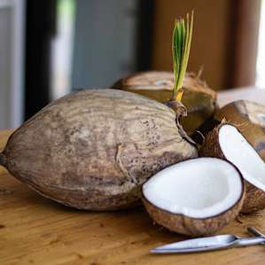 Coconut Camp