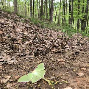 An endangered Luna moth on the side of the bike trail