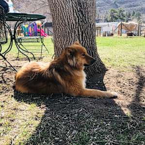 Guard dog of the farm :) so sweet and friendly