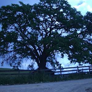 Blue Bonnet Ridge
