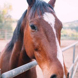 Super friendly horses.
