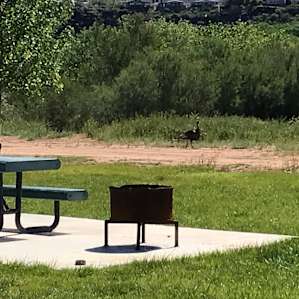 Wild turkey walking by campsite