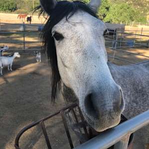 Friendly horses