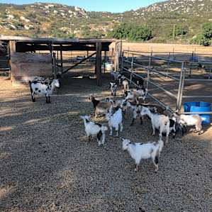 Lots of baby goats