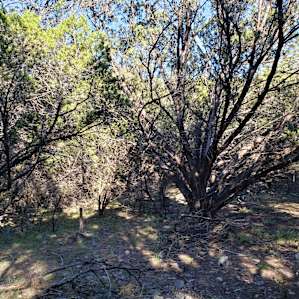 Secluded Lago Vista Tent Camping