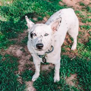 This is Jango
