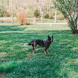 This is Dixie