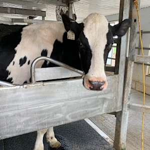Friendly cow