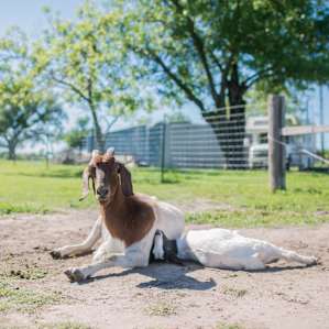 We never got tired of watching the baby goats' antics