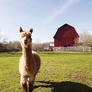 Bella Luna Alpaca Farm Cabin
