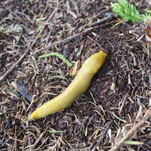 Banana slug friends!!!