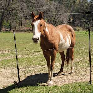 Horses! :)