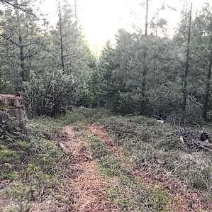view from the top of a path through the woods