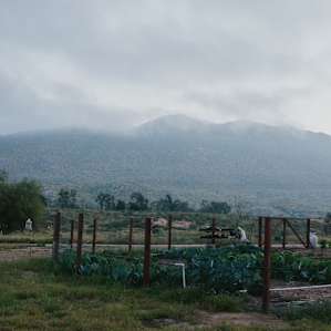 Early morning garden.