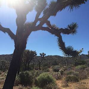 Drove 20 minutes to Joshua Tree National Park for hiking, museums, and dinner in town.
