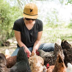 The hens are only too happy to eat some treats right out of your hand