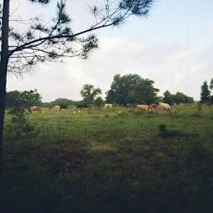 Woke to cattle and horses.