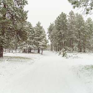 There's so many different trails that are accessible by foot on Alf's land!!!