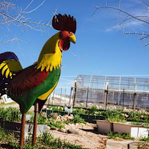 When you're arriving, it's hard to miss this chicken.