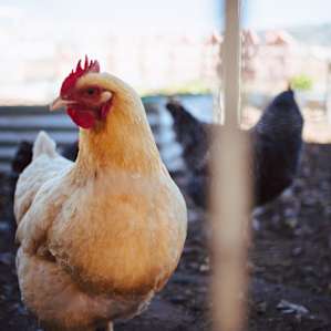 They have lots of real chickens too.