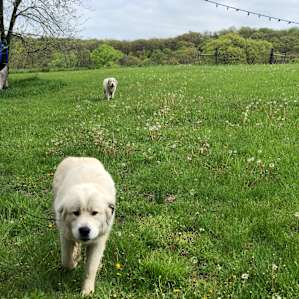 Camping on the Farm