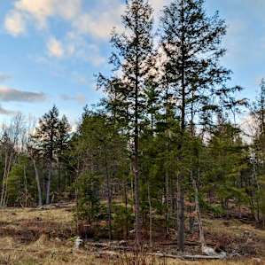 Scenic walk to the stream - April 2019