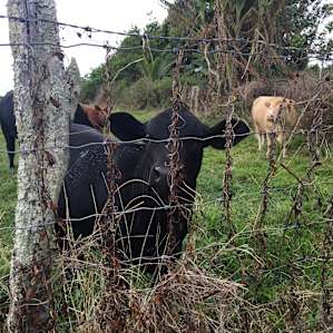 Friendly neighbors